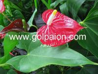 گل آپارتمانی آنتوریوم