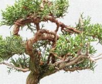 سرو نقره ای کوچک