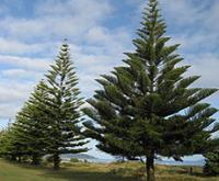 کاج تهران کیسه کوچک